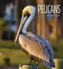 Book cover for "Pelicans".
