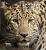 Book cover for "Leopards".