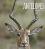 Book cover for "Antelopes".