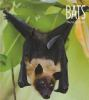 Book cover for "Bats".