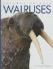 Book cover for "Walruses".
