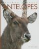 Book cover for "Antelopes".