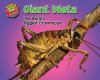 Book cover for "Giant weta".