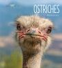 Book cover for "Ostriches"
