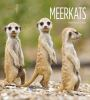 Book cover for "Meerkats".