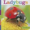 Book cover for "Ladybugs".