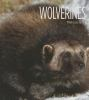 Book cover for "Wolverines".