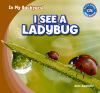 Book cover for "I see a ladybug".