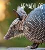 Book cover for "Armadillos".