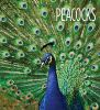 Book cover for "Peacocks".