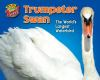 Book cover for "Trumpeter swan".