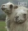 Book cover for "Camels".