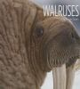 Book cover for "Walruses".