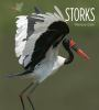 Book cover for "Storks".
