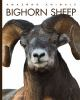 Book cover for "Bighorn sheep".