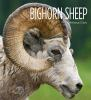 Book cover for "Bighorn sheep".