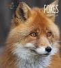 Book cover for "Foxes".