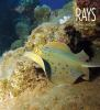 Book cover for "Rays".