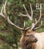 Book cover for "Elk".
