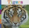 Book cover for "Tigers".