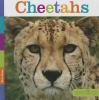 Book cover for "Cheetahs".