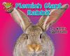 Book cover for "Flemish giant rabbit".